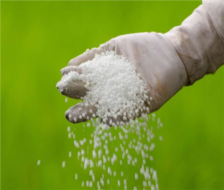 Urea in Plants